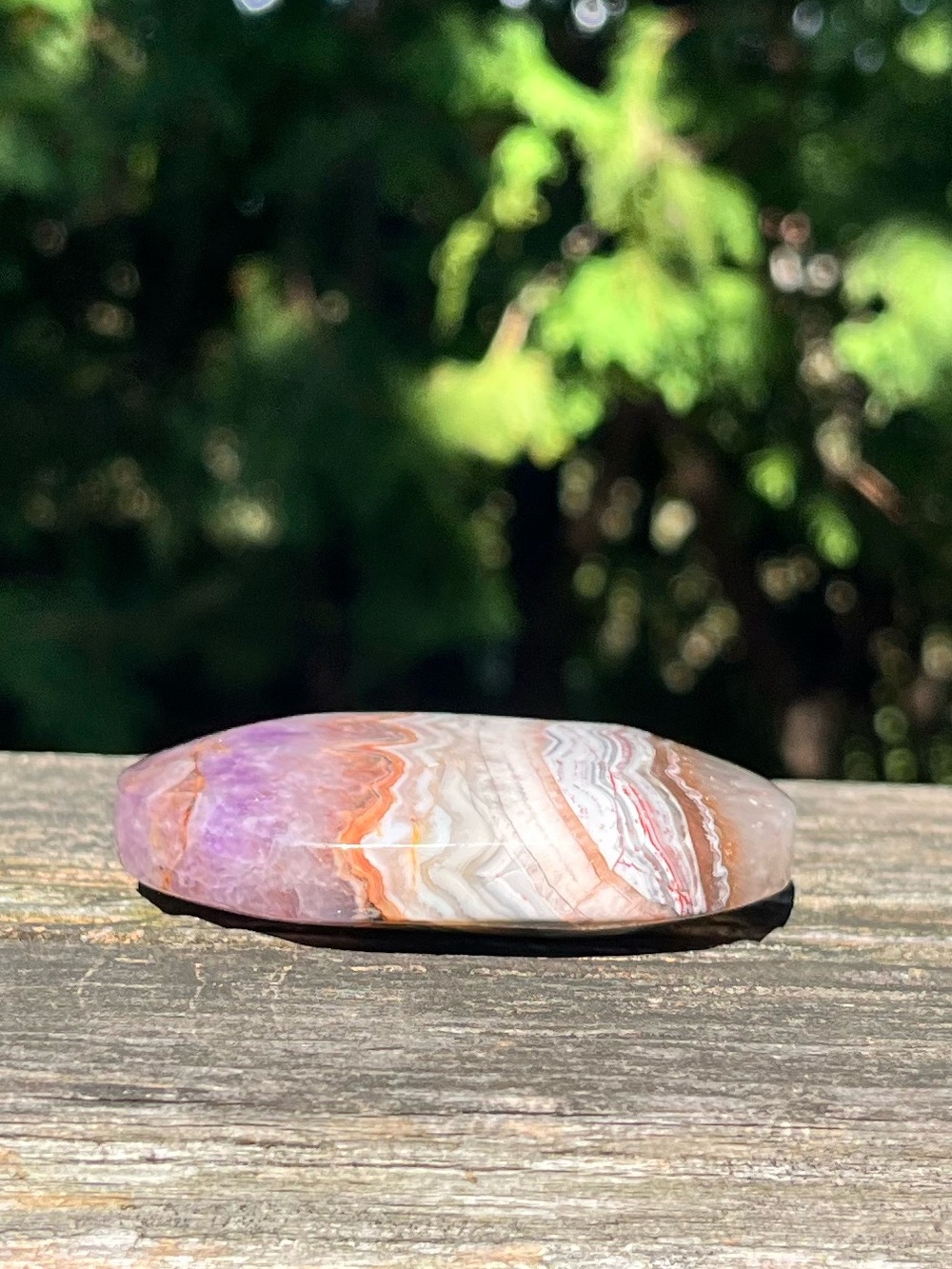 Mexican Crazy Lace Amethyst Palm - Picture 3 of 4